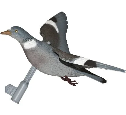 Appelant pigeon à ailes déployées