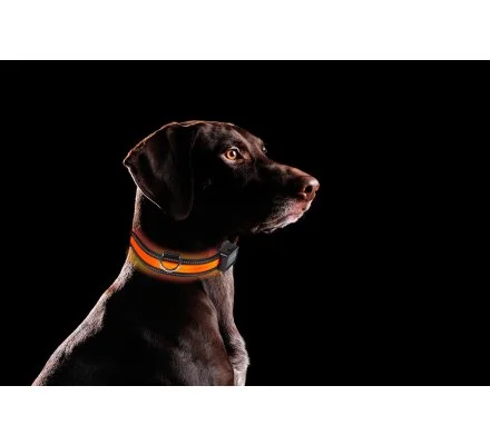 Collier lumineux rechargeable pour chiens EYENIMAL – Image 2