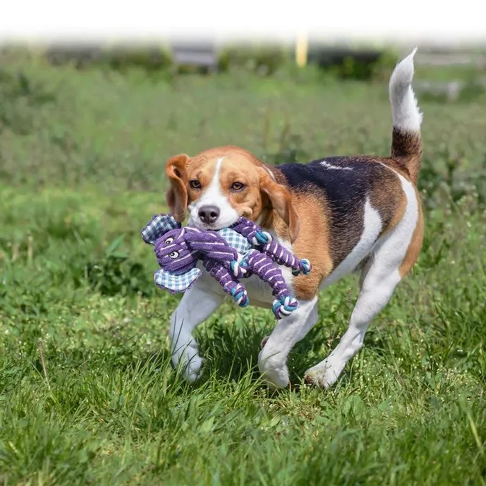 Jouet pour chien Kong Floppy Knots – Renard souple – M/G – Image 3