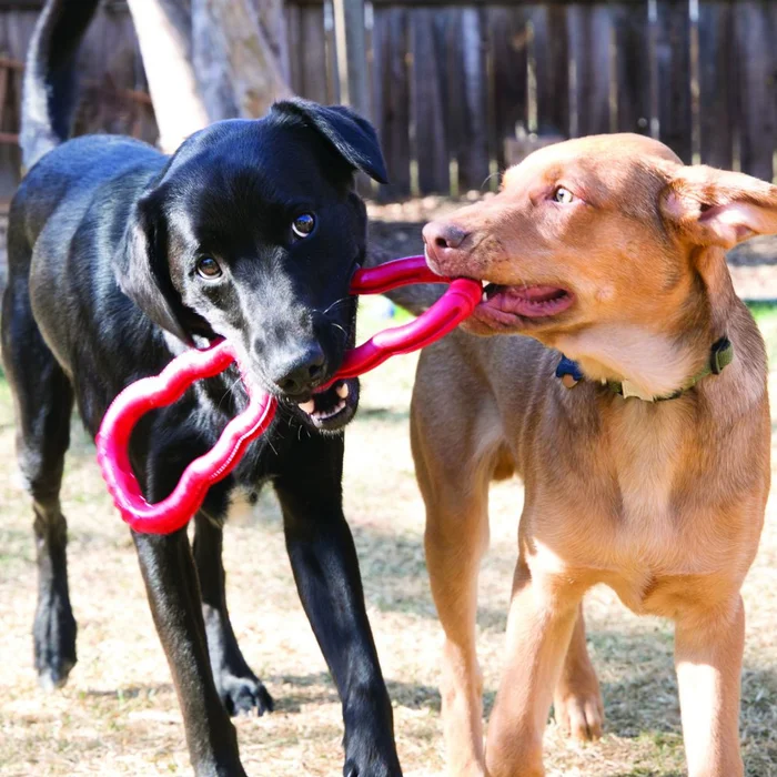 Jouet pour chien Kong Tug – Rouge – Image 3
