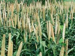 MILLET sac de 25 kg
